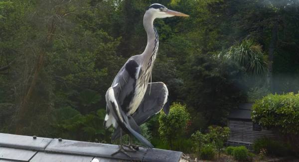 Be gentle with herons. They break
