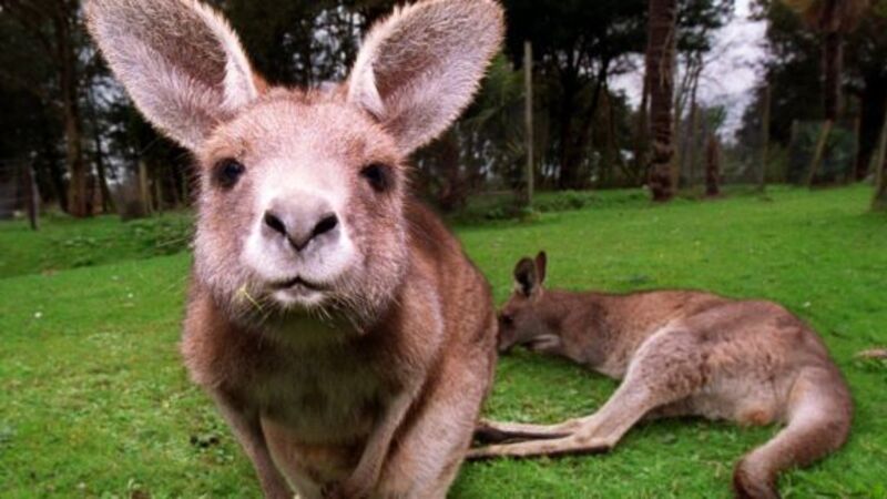 VIDEO: Kangaroos have a boxing match on Australian street VIDEO: Kangaroos have a boxing match on Australian street