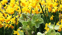 Spring bulbs give an excellent return on their investment