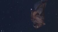 Rare footage of elusive deep-sea angler fish will haunt your dreams