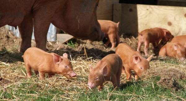 Rare Tamworth piglets become internet sensation after live webcam success