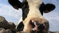 Milk cows for methane