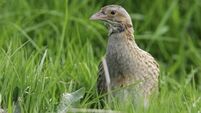 Saving the corncrake - A good start