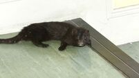 Fur farming - Inhumane anachronism