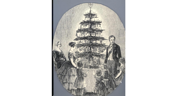 How Christmas trees took root