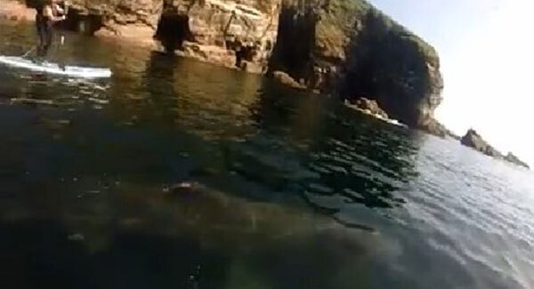 Basking shark delights water activity instructors in Ardmore
