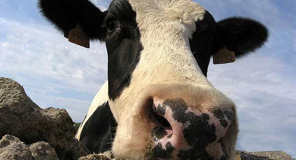 Correct conditioning required to maintain effective fertility