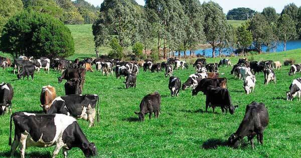 Livestock health management critical to farmer profitability