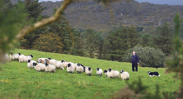 Film-makers scout Kerry for &lsquo;charismatic sheep farmer&rsquo;
