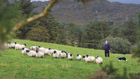 Film-makers scout Kerry for &lsquo;charismatic sheep farmer&rsquo;