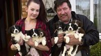 Cancer victim Katie Kerins&rsquo; puppies to be auctioned for charity