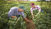 IFA pushes for strong enforcement of grocery rules