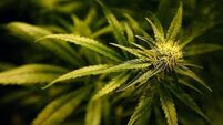 Man caught with cannabis grow tent gets &euro;500 fine