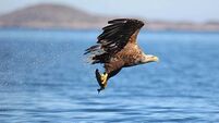 First white-tailed sea chicks in a century take wing in Co Kerry