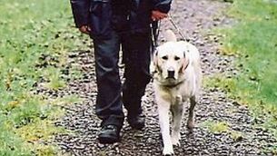 Quirky World: Blind man bites dope dealer as his guide dog looks on