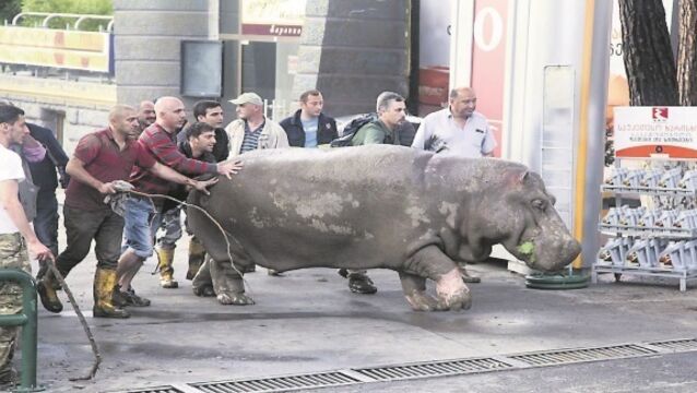 Animals flee zoo after fatal floods