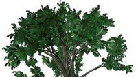 Green areas boost child brains, study finds