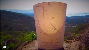 Good ideas: The disposable coffee cup that turns into a tree