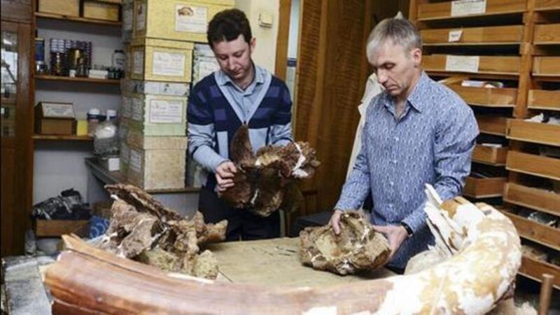 Russian scientists unearth new species of dinosaur Russian scientists unearth new species of dinosaur