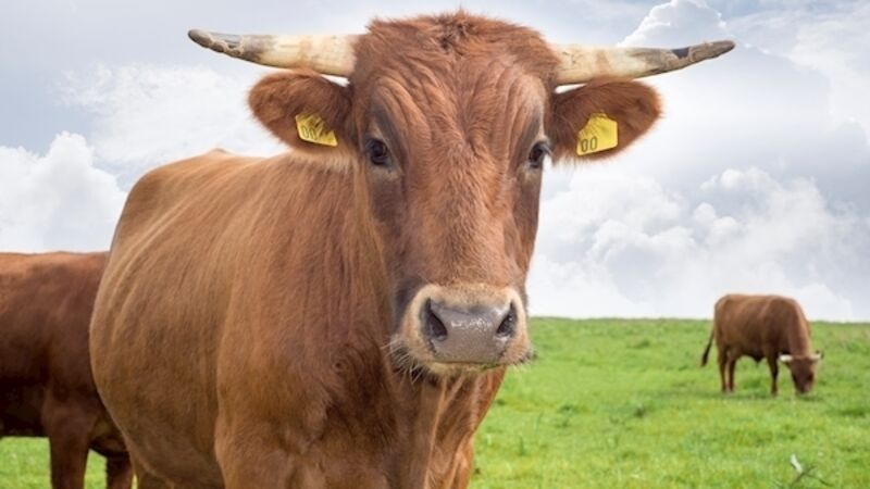 Inquest hears no criminal charges in relation to death of man crushed by bull on farm Inquest hears no criminal charges in relation to death of man crushed by bull on farm