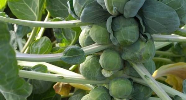Sort the fruit from the veg with 12 festive facts