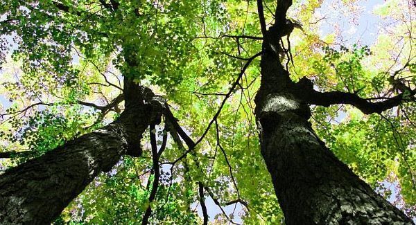Nature Table - Elder Tree