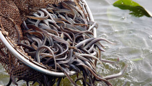 Falling eel stocks a concern
