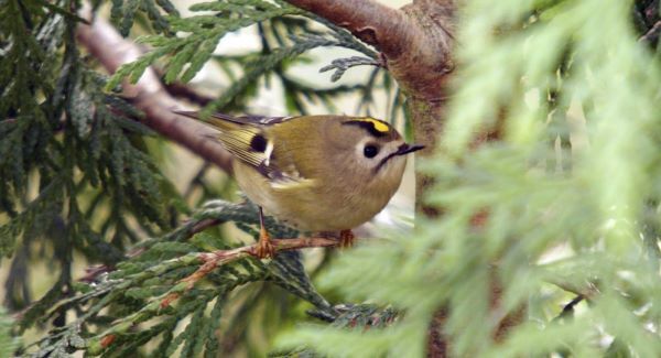 Nature Table: The Goldcrest