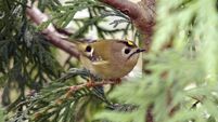 Nature Table: The Goldcrest