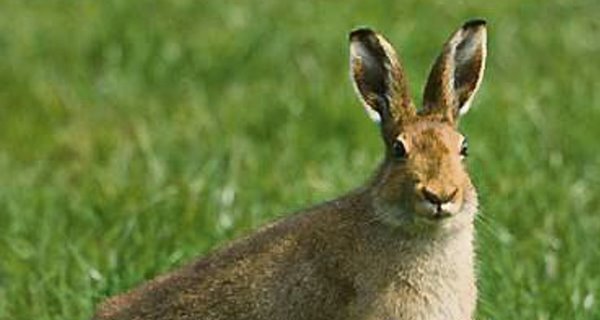 Nature table: The Irish hare