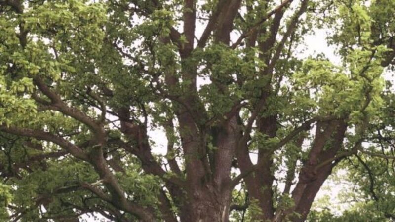 National Tree Week: Why we all need the comfort of a tree National Tree Week: Why we all need the comfort of a tree