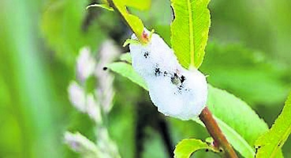 Nature Table: Cuckoo spit
