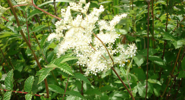 New uses for a very old and very pretty wildflower