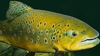 Nature Table: Brown Trout