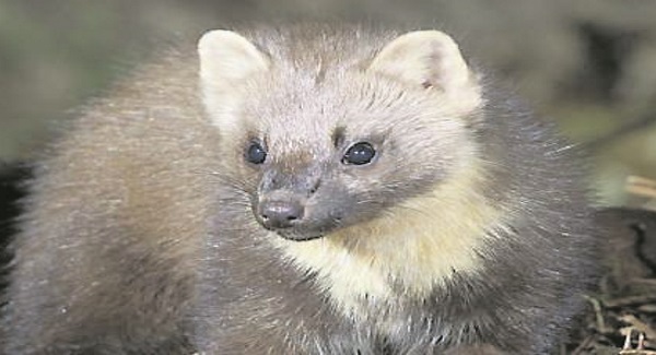 NATURE TABLE: Pine martin