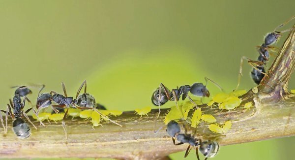 No rush hour on ant highways