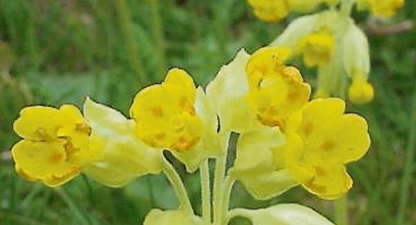 Nature Table: The Cowslip