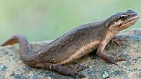 NATURE TABLE: The Smooth Newt