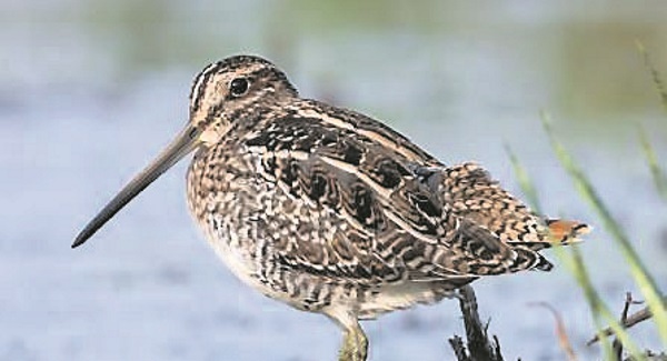 NATURE TABLE: Snipe