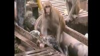 VIDEO: Hero monkey rescues dying friend