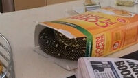 Video: Man finds python in his corn flakes (no, really)