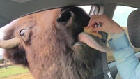 Super-friendly buffalo tries get in a car and steal a kiss