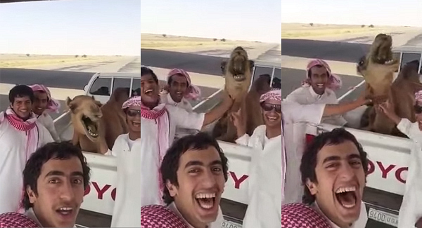 VIDEO: Camel having a laugh with the lads