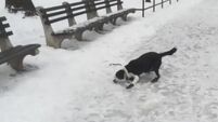 Man laughs at his dog slipping on ice and you can guess what happened next