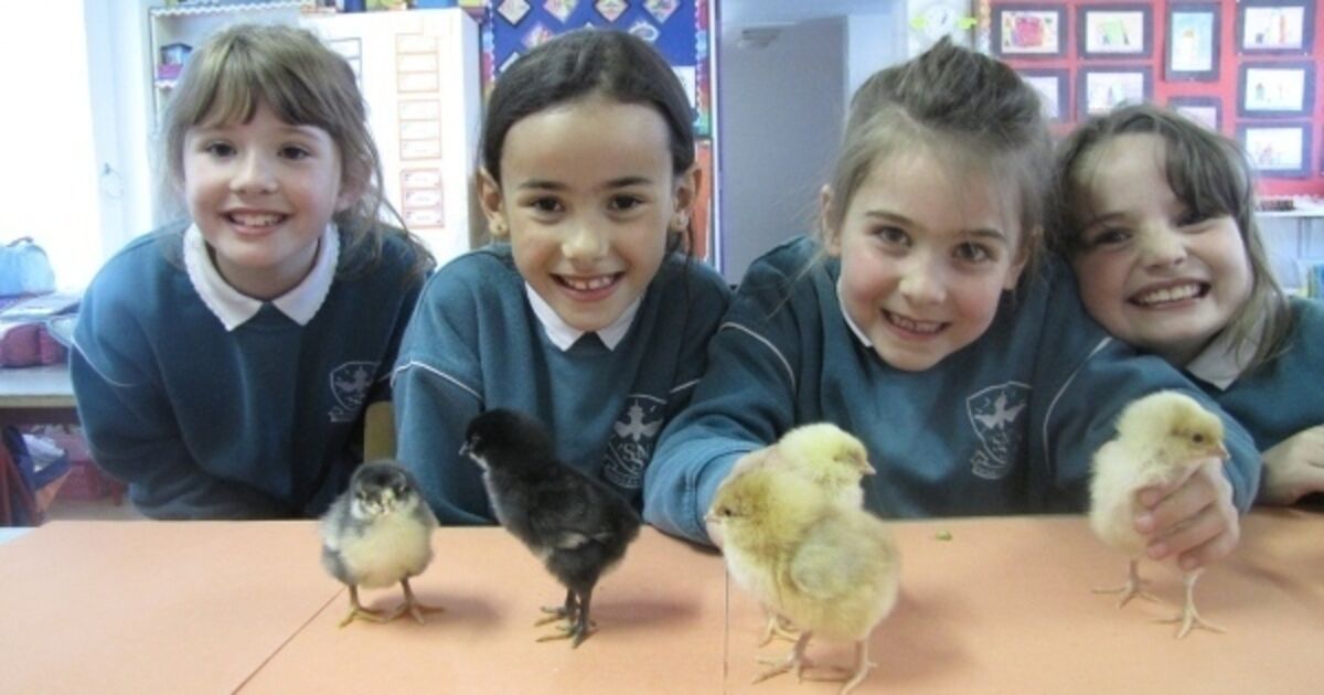 17 fluffy chicks flock to Cork city primary school