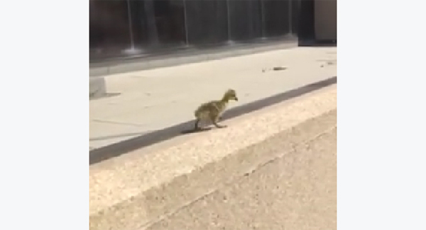 VIDEO: Adorable goslings make dramatic leap to reunite with parents