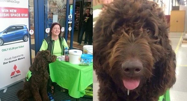 Good news! Dempsey the assistance dog has been found