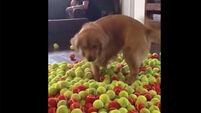 VIDEO: Dog receives 800 tennis balls for his birthday