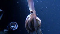 Watch a giant squid give birth in rare undersea footage