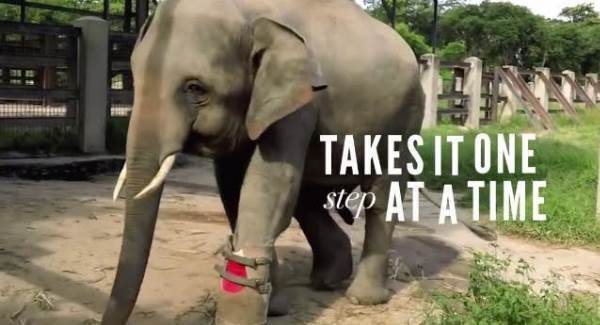 WATCH: Animals run for the first time with new legs